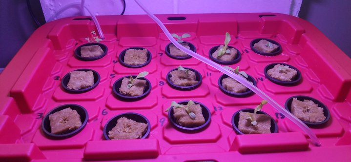 Starting the seedlings in hydroponic bath